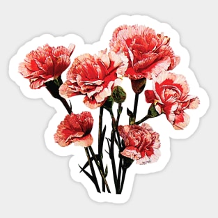 Carnations - Pink-Tipped Carnations Sticker